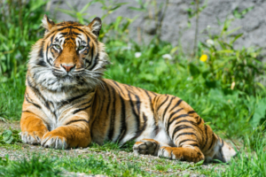 Sumatran Tigress 4K8968515671 300x200 - Sumatran Tigress 4K - Tigress, Sumatran, Ladybird